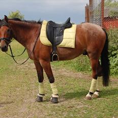 Anden særlig race Kasmir <3 charmetrolden