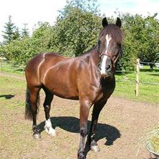 Welsh Cob (sec D) Synod Nelson (i Norge)