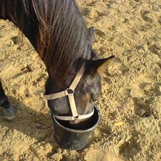 Anden særlig race Tamara  *SOLGT*