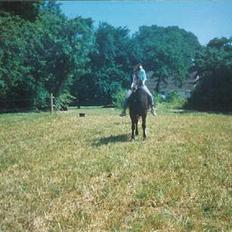 Welsh Cob (sec D) Synod Nelson (i Norge)