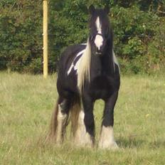 Irish Cob HOLM´S SPIKE