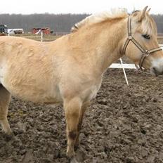 Fjordhest Juma RIP d.8/3-11