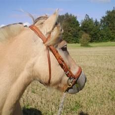 Fjordhest Juma RIP d.8/3-11