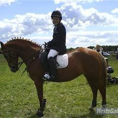 Anden særlig race Donna (SOLGT) ;(