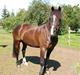 Welsh Cob (sec D) Synod Nelson (i Norge)