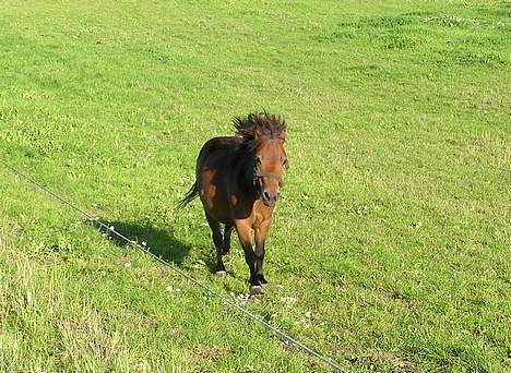Shetlænder Lukas (SOLGT) billede 1