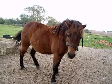 Shetlænder Lukas (SOLGT) billede 2