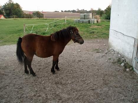 Shetlænder Lukas (SOLGT) billede 3