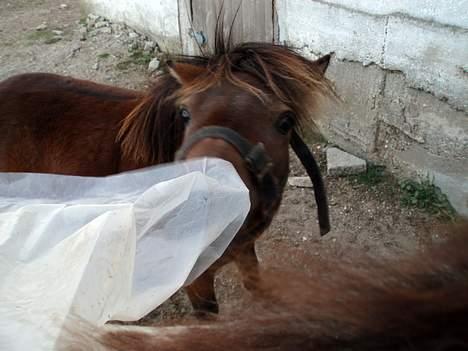 Shetlænder Lukas (SOLGT) billede 4