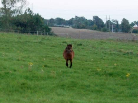 Shetlænder Lukas (SOLGT) billede 5