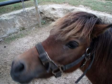 Shetlænder Lukas (SOLGT) billede 6