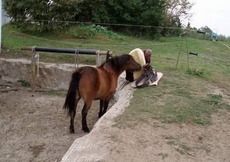 Shetlænder Lukas (SOLGT) billede 7