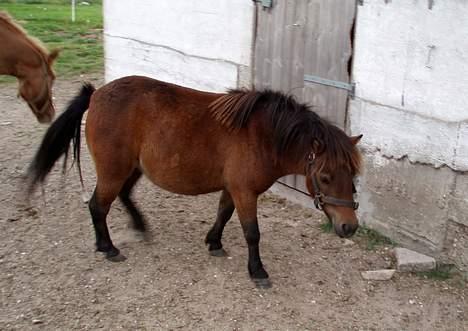 Shetlænder Lukas (SOLGT) billede 8