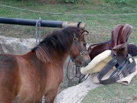 Shetlænder Lukas (SOLGT) billede 9