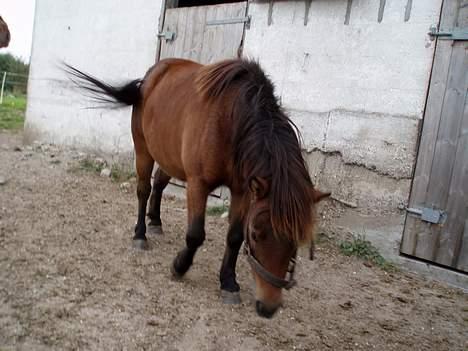 Shetlænder Lukas (SOLGT) billede 10