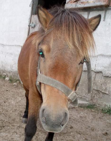 Shetlænder Lukas (SOLGT) billede 11