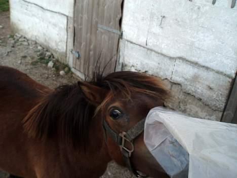Shetlænder Lukas (SOLGT) billede 12