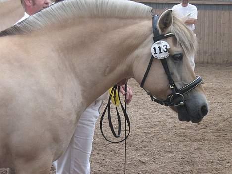 Fjordhest Freja Toft ¤ R.I.P ¤ - Freja Toft 2006 da vi får bedømmelsen for samlingen billede 6