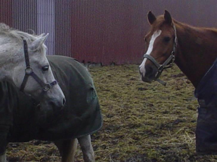 Anden særlig race Mon Cherie - 13/3 10. Lucky og Cherie  billede 3