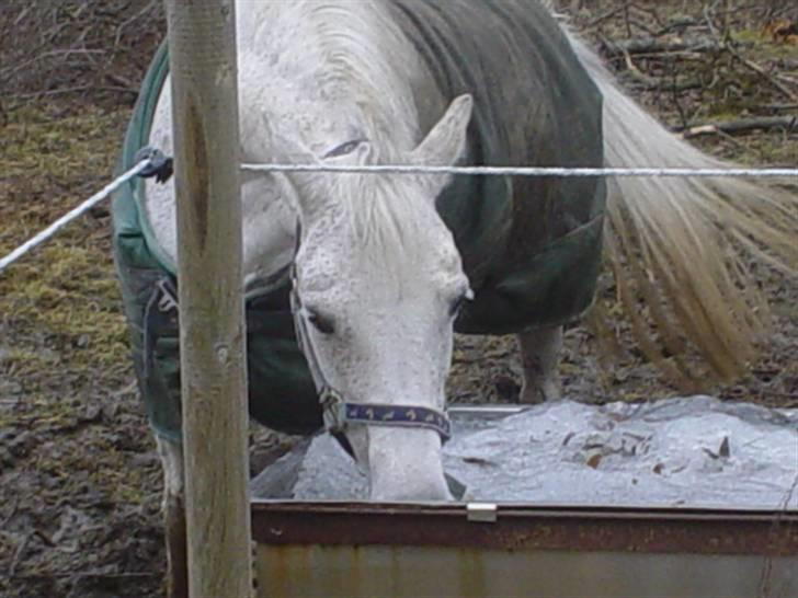 Anden særlig race Mon Cherie - 13/3 10. Mmmhh... Lækkert med lidt isvand!  billede 4