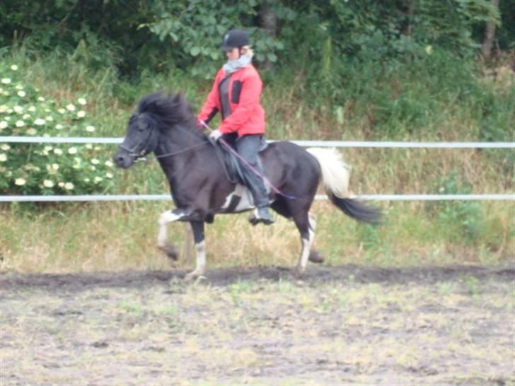 Islænder Klár fra Krossi - Rasmus Møller kursus d. 14 og 15- 6- 08, Fedt benlyft ! i må kun kopirere billederne hvis i få lov af mig ) billede 3