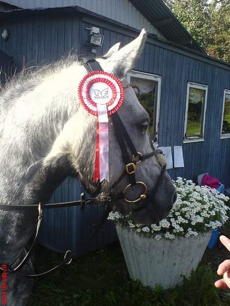 Anden særlig race Tulle - Mig og Tulles første plads i spring 30-40 cm efteråret 2006  billede 15
