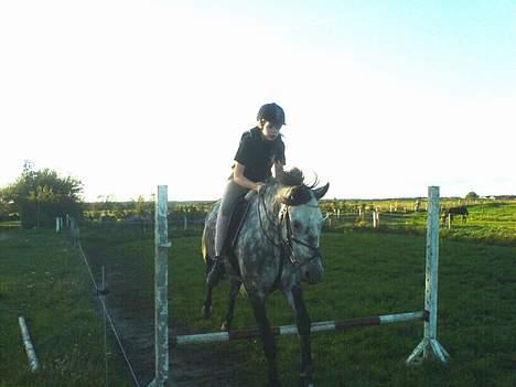 Anden særlig race Tulle - Hoooop, 50 cm :P billede 18