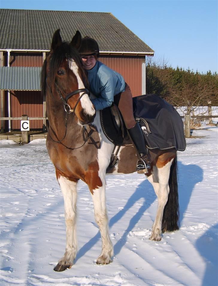Pinto Syvagergård's Amigo - Verdens bedste hest - efter ½ times hård undervisning ;) Foto: Nané :D 23. februar 2010 billede 4