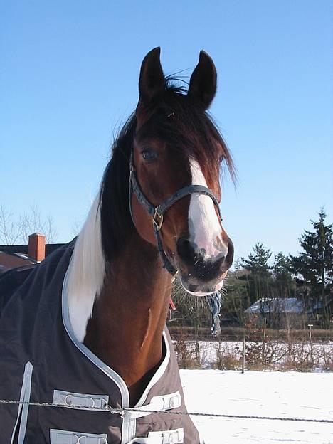 Pinto Syvagergård's Amigo - på folden på Landsminde, dagen jeg fik ham, 5. marts 2006 billede 10