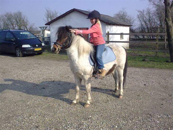 Anden særlig race Indie **HIMMELHEST** - forår 2009 billede 5