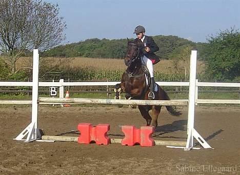 New Forest Odbjergs Aladdin(lånepony billede 16