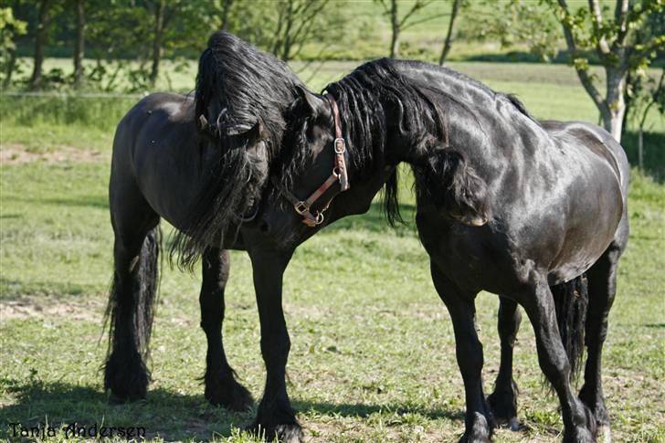 Frieser Herros van den Eppenzolder - # 2. Den trebenede hest XD Herros den lille blæretrold skal altid spille farlig hingst og fægte med benene (ja det er Herros´ forben oppe under hovedet på Wander)!  31/5-2009 billede 3