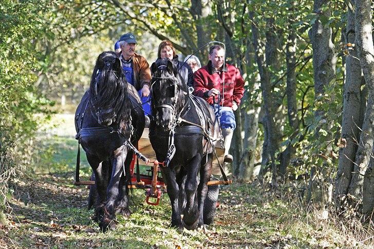 Frieser Herros van den Eppenzolder - # 9. Herros til venstre - på køretur med frieserbasserne 17/10 2009. billede 8