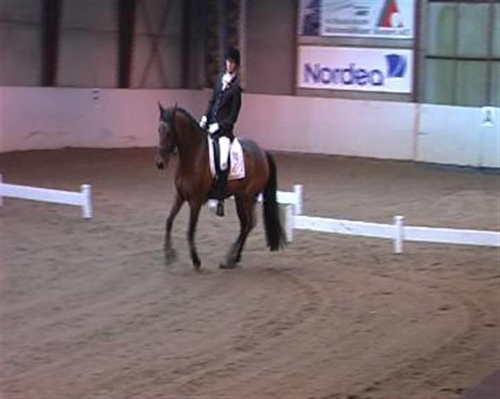 DSP Lanciano kærlund (solgt) - Galop piuette  billede 9