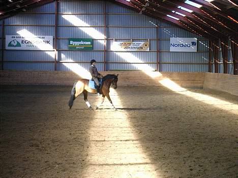 DSP Lanciano kærlund (solgt) - lidt træning billede 12