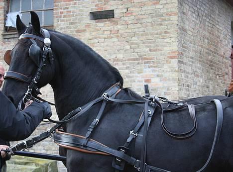 Frieser Loike - Loike for vogn billede 5