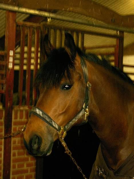 DSP Lanciano kærlund (solgt) - wee snart på fold billede 15