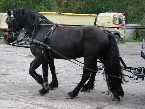 Frieser Jelle - Se hvor fint de går sammen aller første gang - Jelle var med det samme helt tryg ved erfarne Loike ved sin side. billede 16