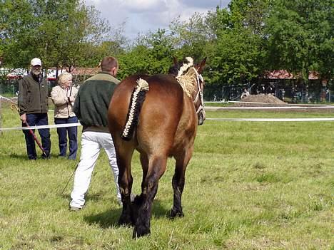Belgier Charlotte billede 5
