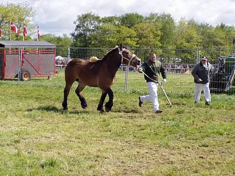 Belgier Charlotte billede 6