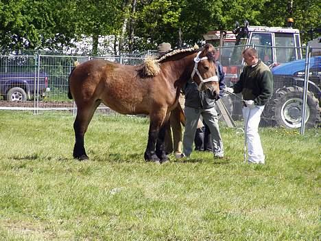 Belgier Charlotte billede 7