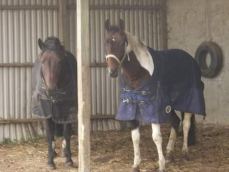 Pinto My Promise - 8# billede 8