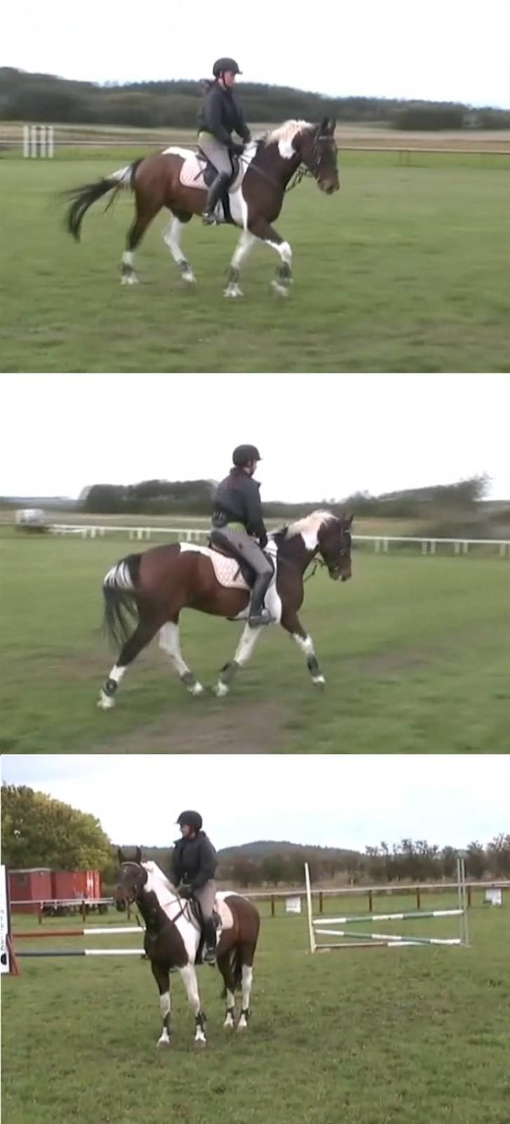 Pinto My Promise - 9# billede 9