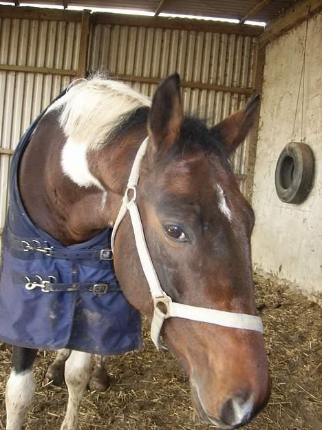 Pinto My Promise - 10# billede 10