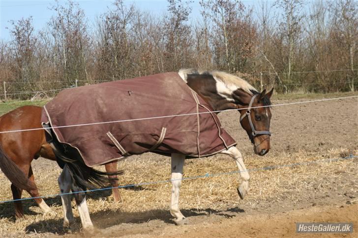 Pinto My Promise - 11#  billede 11