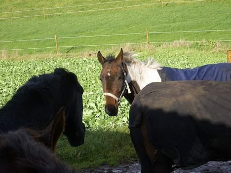 Pinto My Promise - 12# Hjælp ! Gemmer mig bag Comet, så Edi ikke kan fange mig :p billede 12