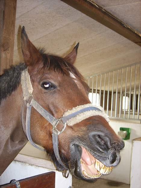 Anden særlig race Comet - Gab :b billede 19