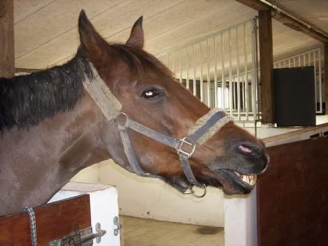 Anden særlig race Comet billede 20