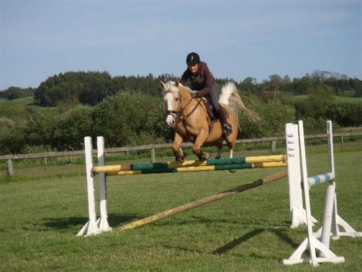 Palomino Miss Saigon (solgt) billede 1