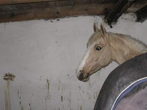 Palomino Miss Saigon (solgt) billede 2